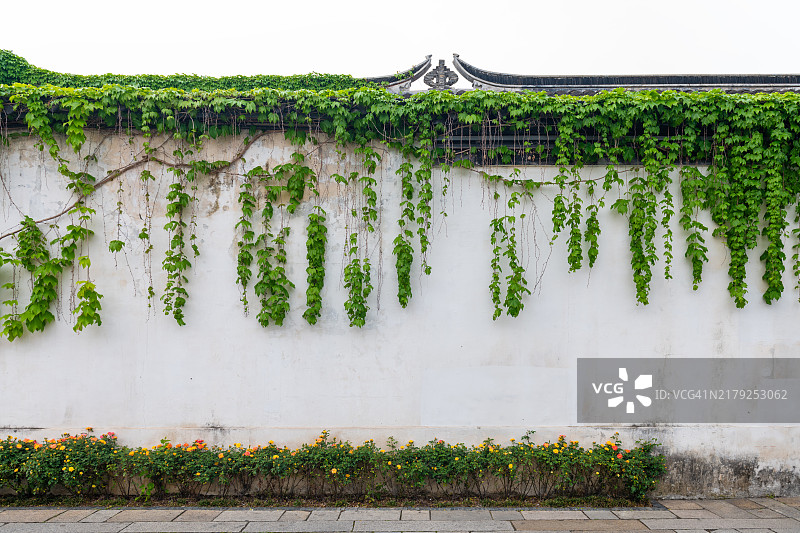 悬挂在古老中国建筑白墙上的绿色装饰植物图片素材