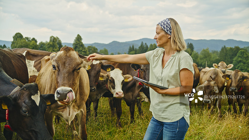 与牛互动的精通科技的女农民图片素材