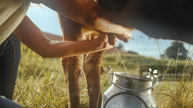 中年妇女在乡村环境中挤牛奶图片素材