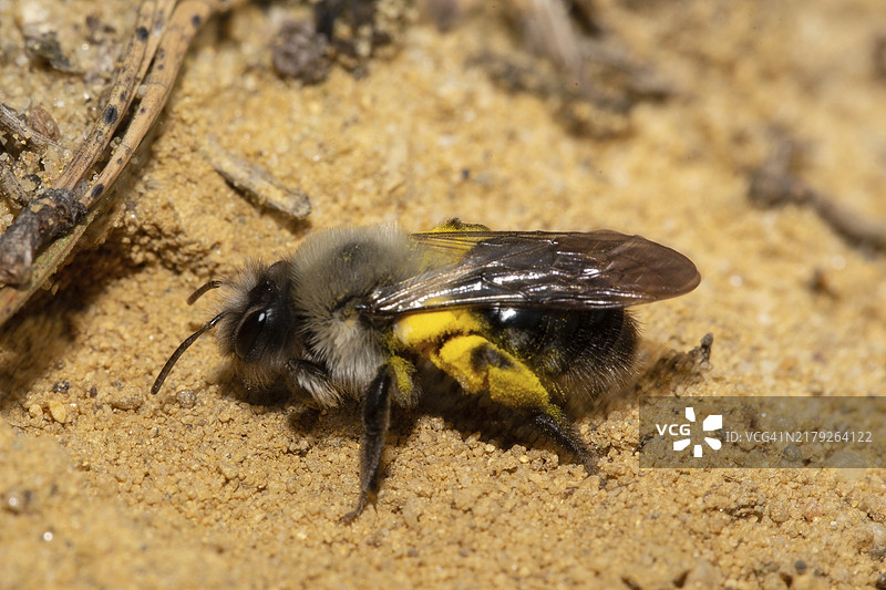一只柳树沙蜂，携带黄色花粉，停留在蜂巢洞前的沙地上图片素材