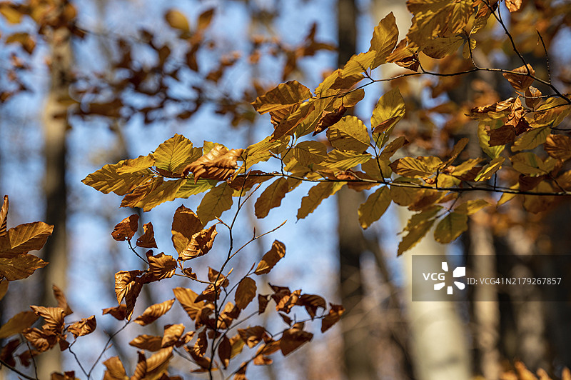 秋日阳光下山毛榉树的棕色树叶在蓝天下格外醒目图片素材