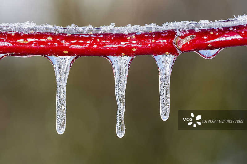 冻雨后冰雪覆盖的红瑞木图片素材