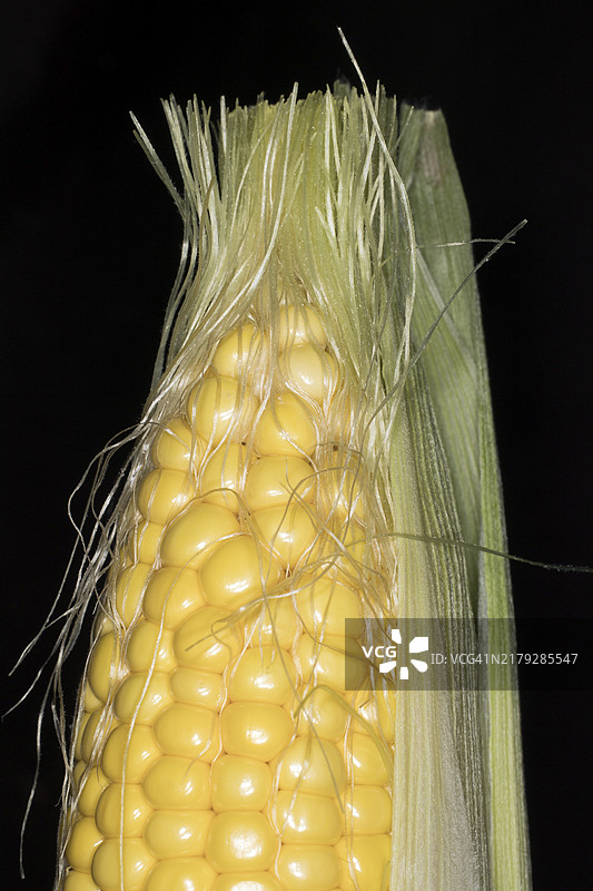 玉米、带壳玉米芯和玉米须（黑色背景美食摄影）图片素材