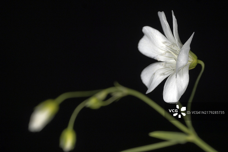山地蚤缀（Arenaria montana），黑色背景下的工作室照片图片素材
