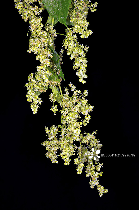 野生啤酒花雄株食物摄影，黑色背景图片素材