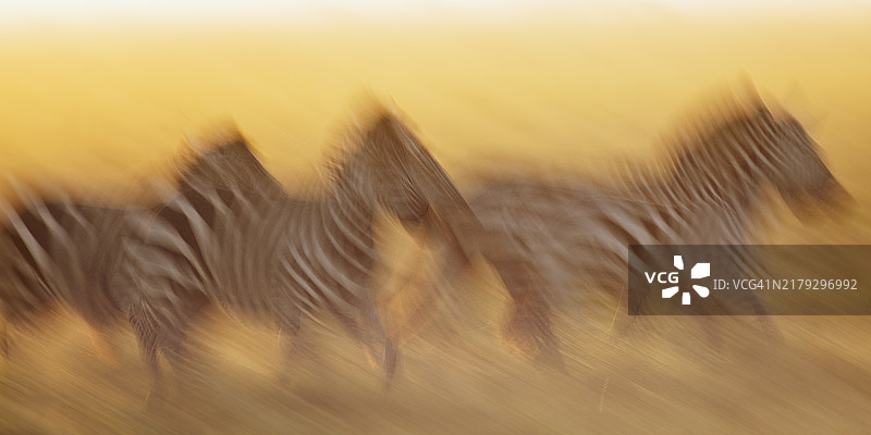 塞伦盖蒂橙色日落下的斑马奔跑动态模糊图片素材