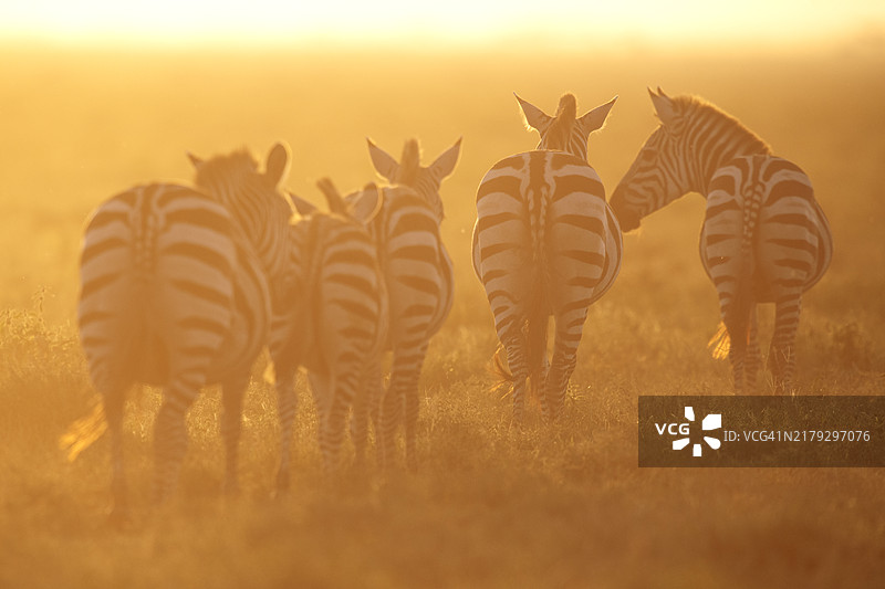 塞伦盖蒂橙色日落下的斑马，坦桑尼亚图片素材