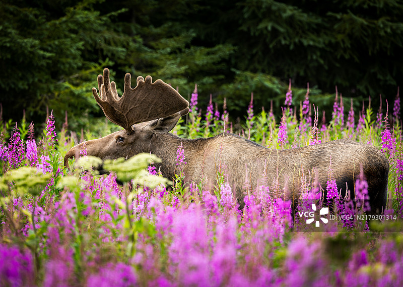 优雅的驼鹿在火焰草田中图片素材