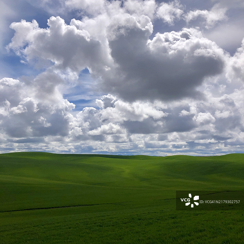华盛顿州帕卢斯绵延的绿色田野图片素材