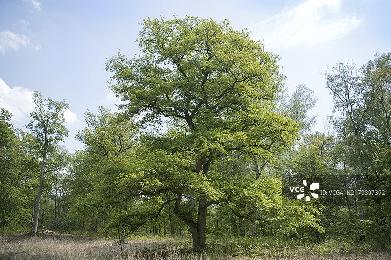 迪斯福特森林中孤独的橡树图片素材