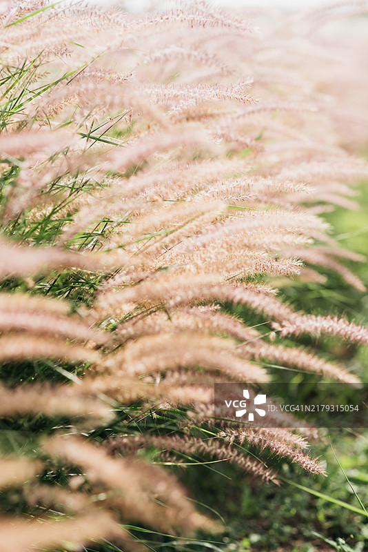浅粉色调的户外蒲苇草：秋日阳光下的潮流艺术自然海报图片素材