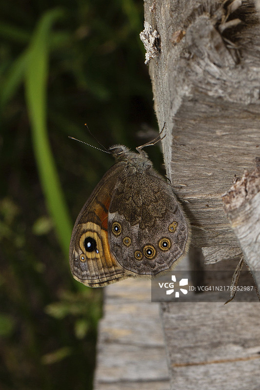 棕眼蝴蝶图片素材