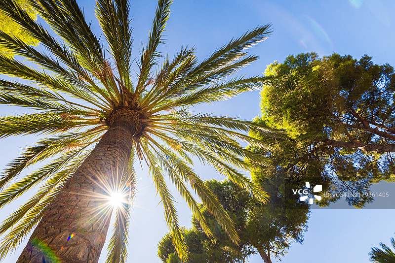 蓝天下的棕榈树图片素材