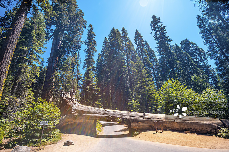美国加州红杉国家公园隧道原木景点图片素材