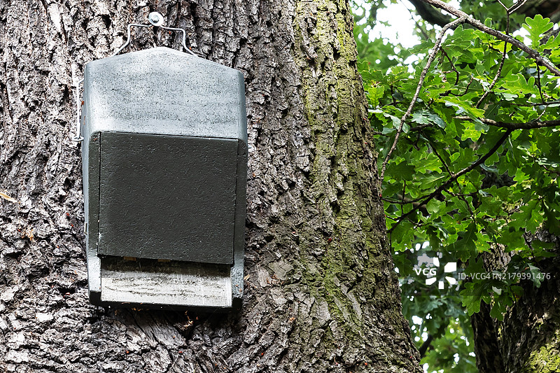 树上的蝙蝠箱图片素材