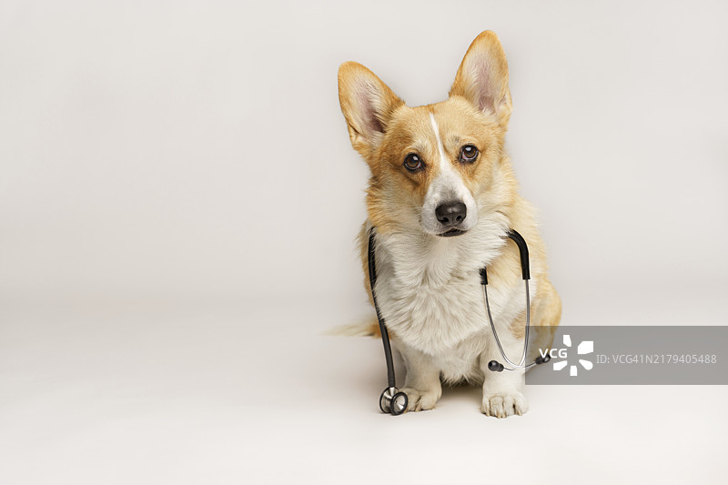 一只可爱的彭布罗克威尔士柯基犬戴着听诊器坐在演播室里图片素材