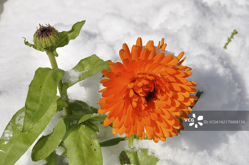 布列塔尼雪地里的万寿菊图片素材