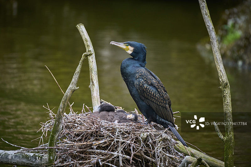 与幼鸟在巢中的鸬鹚，瑞士，欧洲图片素材