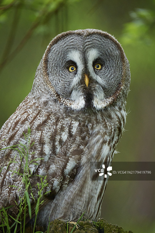 灰林鸮：森林中灰棕色羽毛，聚焦视角，夏季图片素材
