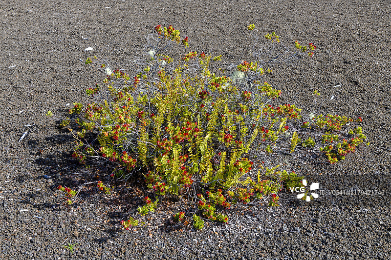 夏威夷火山国家公园Devastation Trail上的先锋植物，大岛图片素材