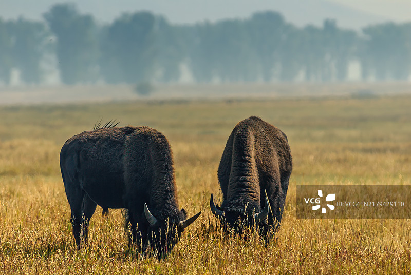 一对在草地上吃草的美洲野牛图片素材