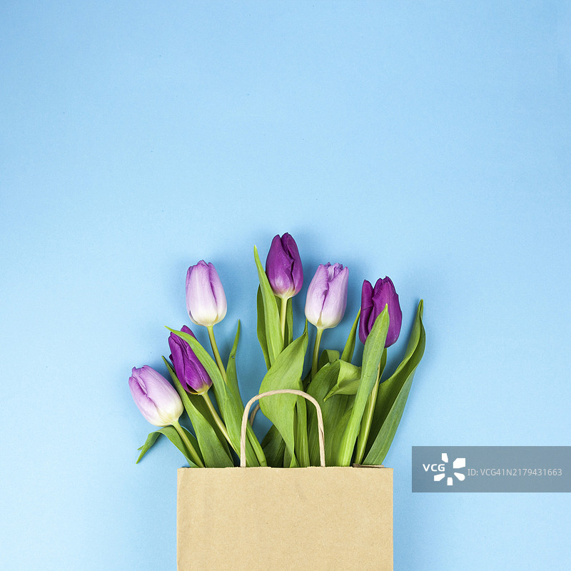 蓝色背景下的紫色郁金香和棕色袋子图片素材