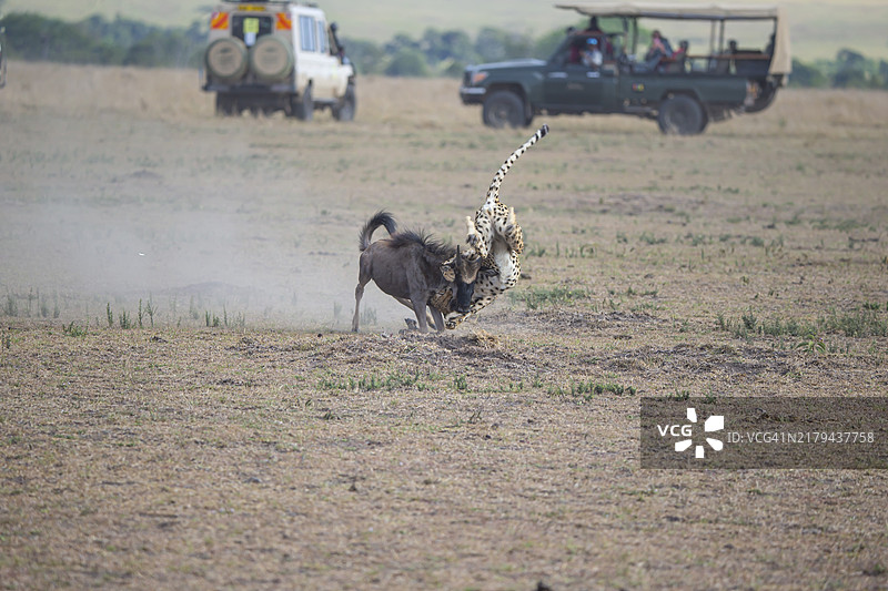 肯尼亚五只猎豹联盟捕杀角马图片素材