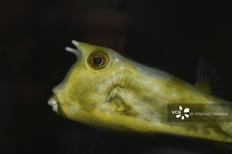 长角箱鲀，一种受欢迎的海水观赏鱼图片素材