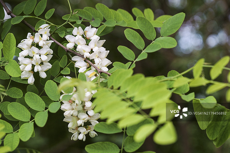 自然光下植物的白色花朵与绿叶图片素材