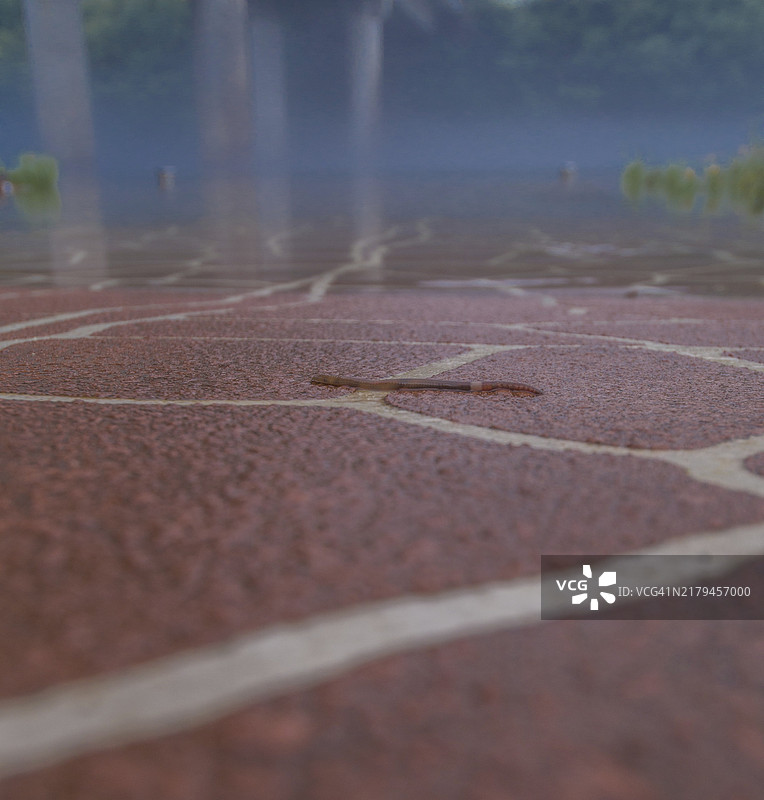 红砖船坡道上蠕动的蚯蚓图片素材