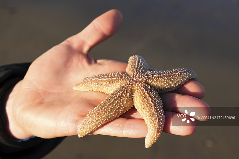 北海沙滩上的海星（Asteroidea），荷兰赞德沃特图片素材