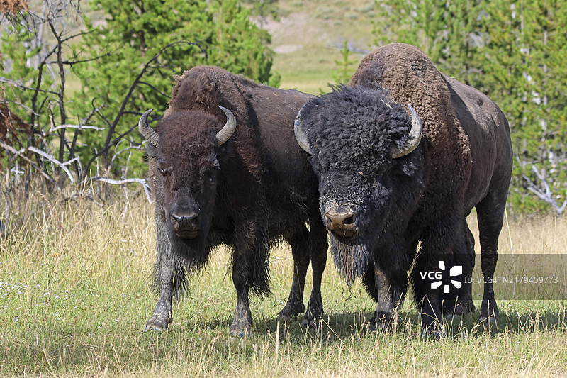 黄石国家公园海登山谷的美洲野牛图片素材