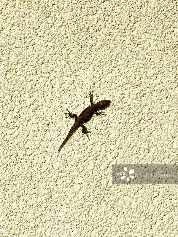 瑞士阳光明媚的黄色墙壁上的可爱爬行动物图片素材