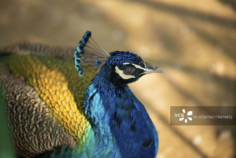 阳光下孔雀头部鲜艳的蓝色和绿色羽毛特写图片素材
