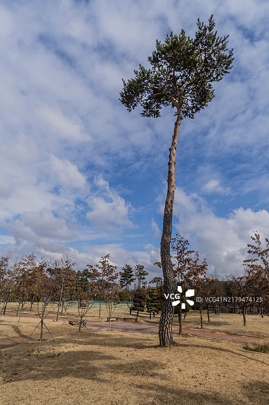 韩国，蓝天白云下小路旁的高大松树，宁静祥和图片素材