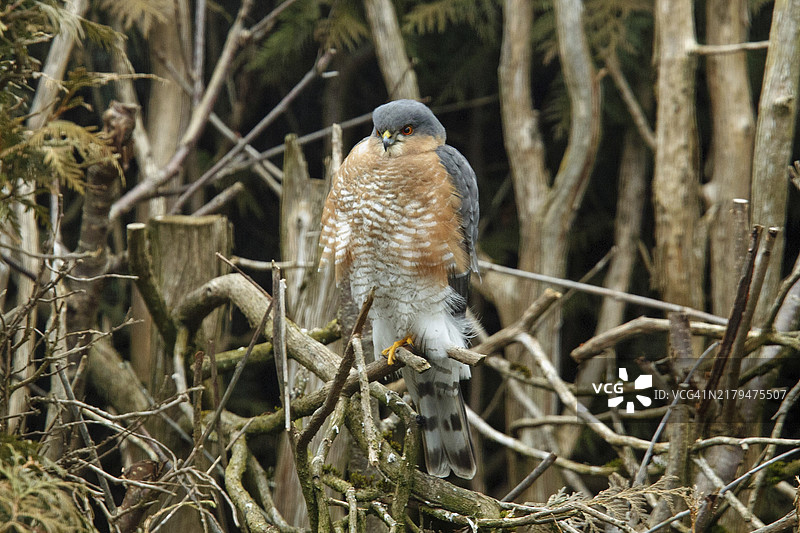 从左前方看到的栖息在花园树篱中的雄性雀鹰图片素材