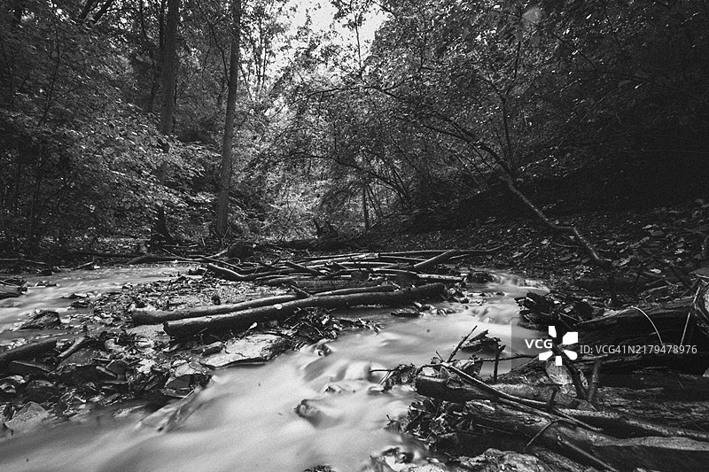 德国莱茵兰-普法尔茨科布伦茨的神秘森林，有小溪和倒下的树干图片素材