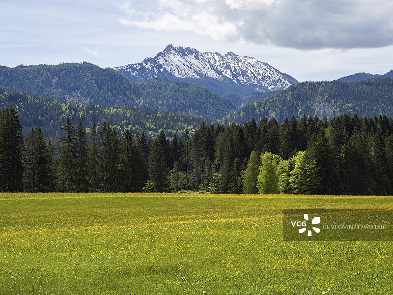 奥地利施蒂利亚州巴德米滕多夫附近卡姆斯皮茨峰后的森林边缘草甸图片素材