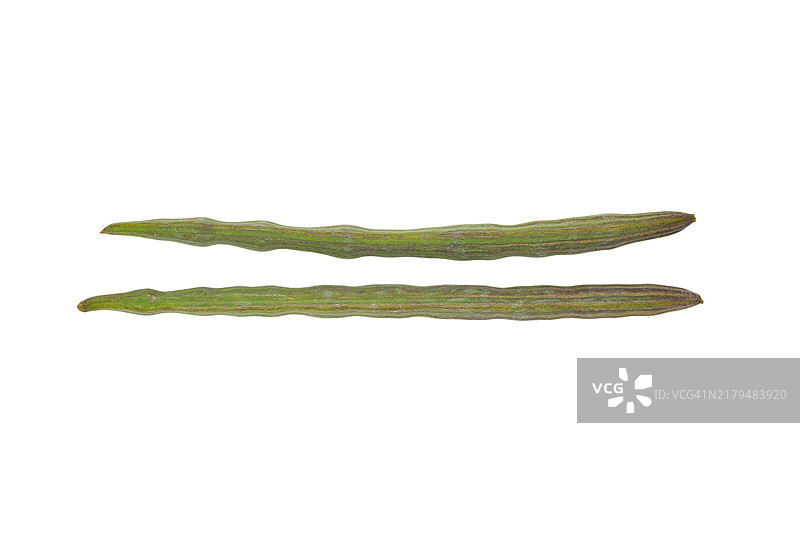 辣木，又称马萝卜树或鼓槌树图片素材