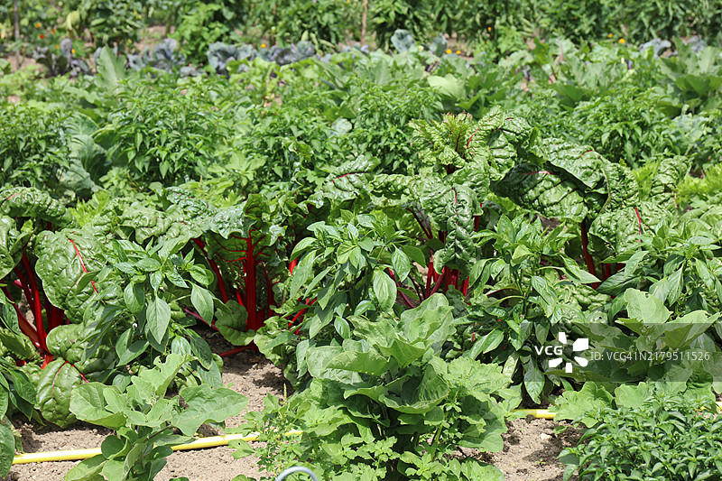 有机蔬菜园，绿色和红色的查德菜叶图片素材