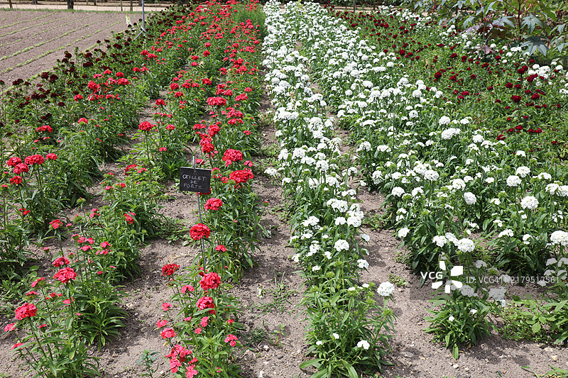 种植诗人的石竹红色和白色花朵图片素材