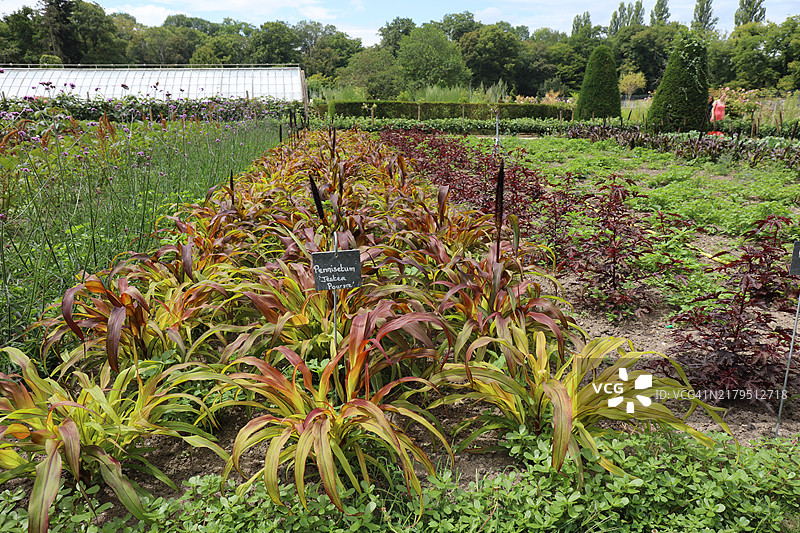 有机农业种植的观赏草图片素材