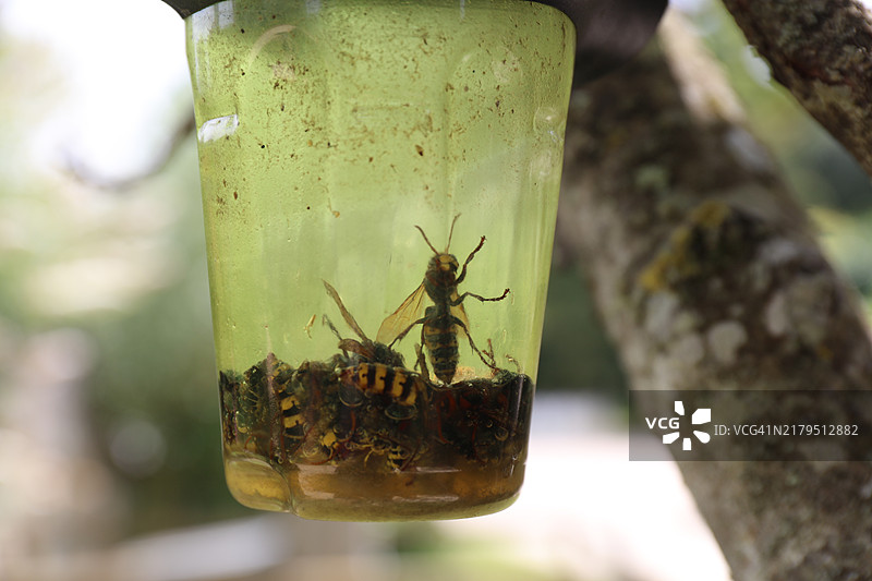 挂在树上花盆里的胡蜂陷阱图片素材