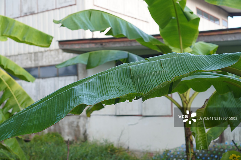 培育的香蕉品种——皮桑阿瓦克，矮小的南瓦香蕉，杜卡斯最喜欢的甜点品种，香蕉花和树上结果的花朵，背景模糊的自然景观。图片素材