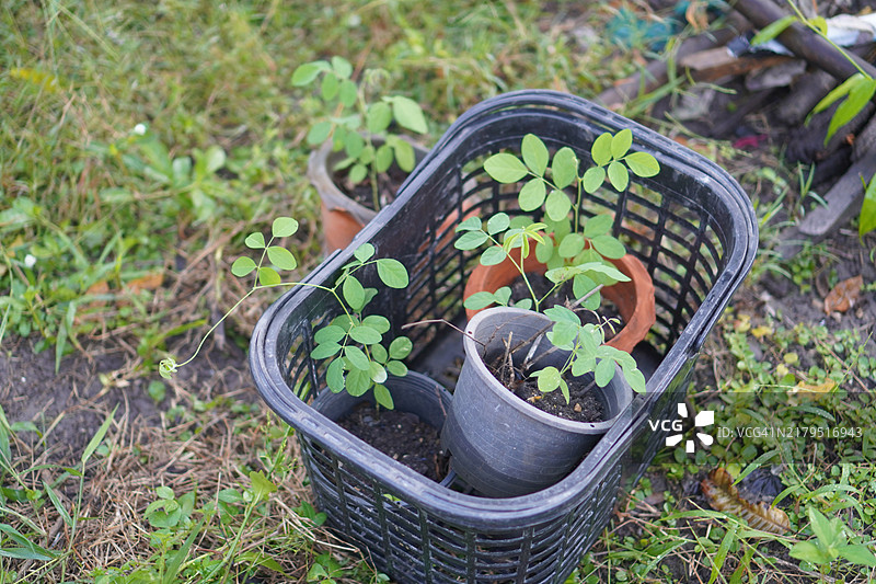 蓝色蝶豆花（Clitoria ternatea L.）在绿色模糊自然背景下的柔焦效果，盛开的藤本植物，生长在亚洲热带地区，单朵蓝色蝶豆花。图片素材