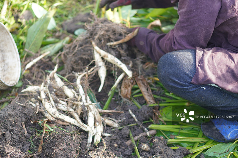 箭根粉图片素材