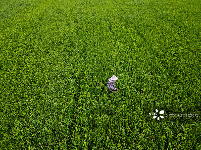 农民在郁郁葱葱的稻田中劳作图片素材