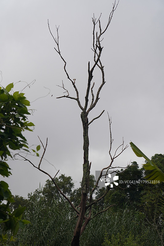 枯树图片素材