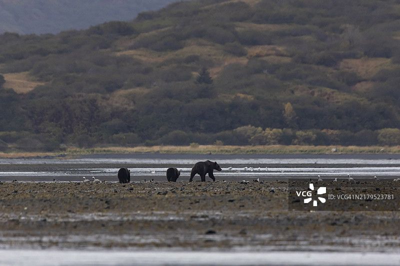 科迪亚克棕熊母熊和小熊图片素材