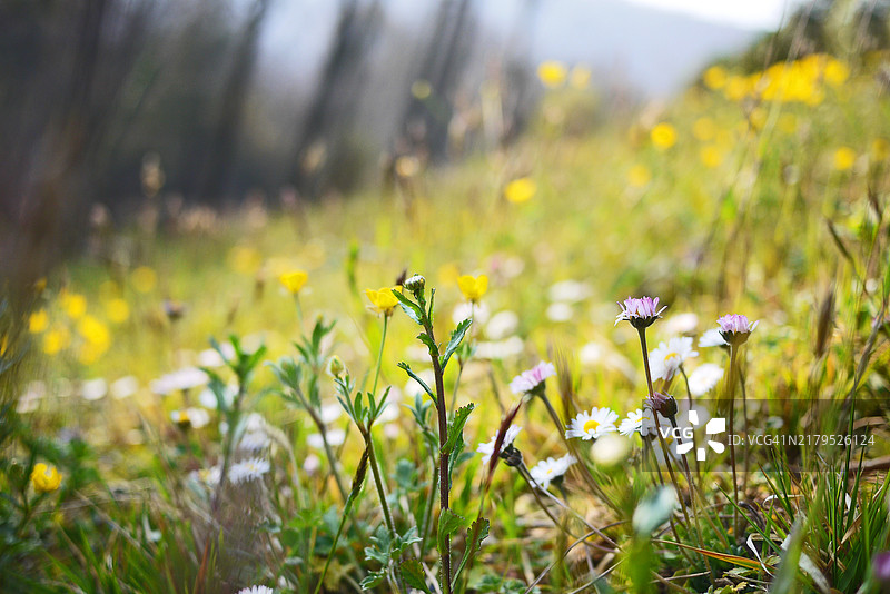 雏菊与毛茛，彩色模糊背景图片素材